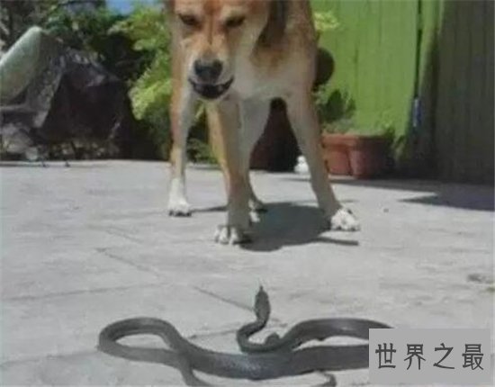 狗狗救人事件TOP10,这只狗竟然为主人挡枪子儿!