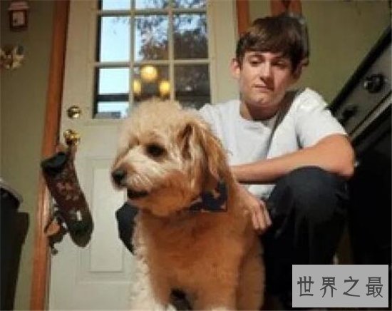 狗狗救人事件TOP10,这只狗竟然为主人挡枪子儿!