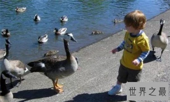 狗狗救人事件TOP10,这只狗竟然为主人挡枪子儿!