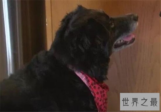 狗狗救人事件TOP10,这只狗竟然为主人挡枪子儿!