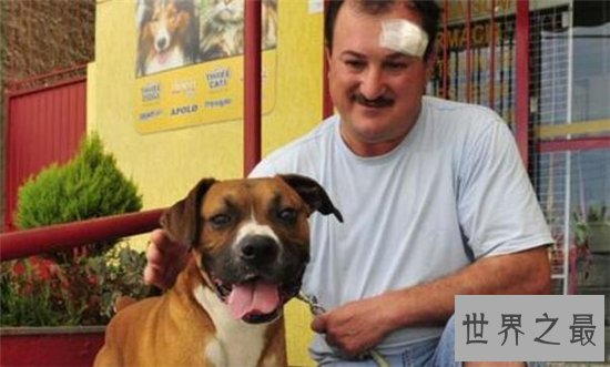 狗狗救人事件TOP10,这只狗竟然为主人挡枪子儿!