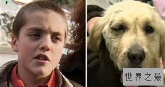 狗狗救人事件TOP10,这只狗竟然为主人挡枪子儿!