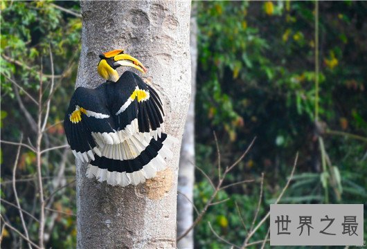 世界上最浪漫的10种动物,大象居然也上榜了