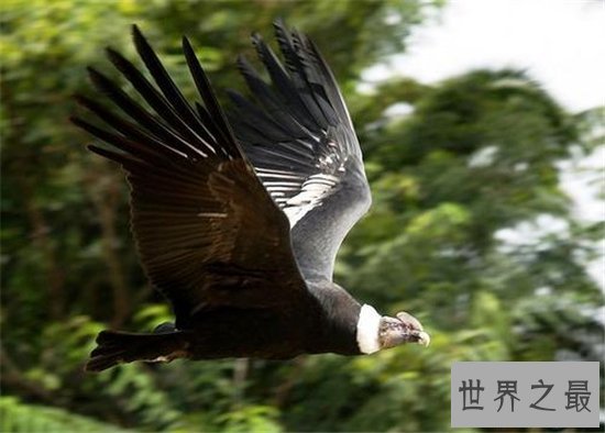 世界上最大的飞禽,安第斯神鹫翼长3米濒临灭绝!