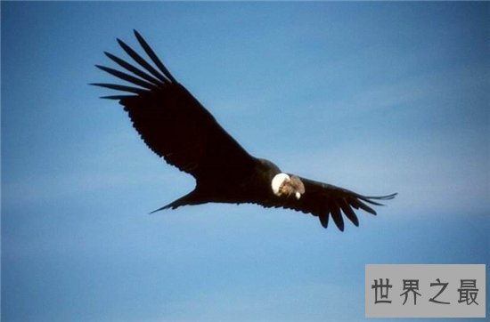 世界上最大的飞禽,安第斯神鹫翼长3米濒临灭绝!