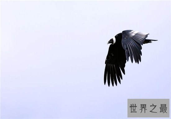 世界上最大的飞禽,安第斯神鹫翼长3米濒临灭绝!