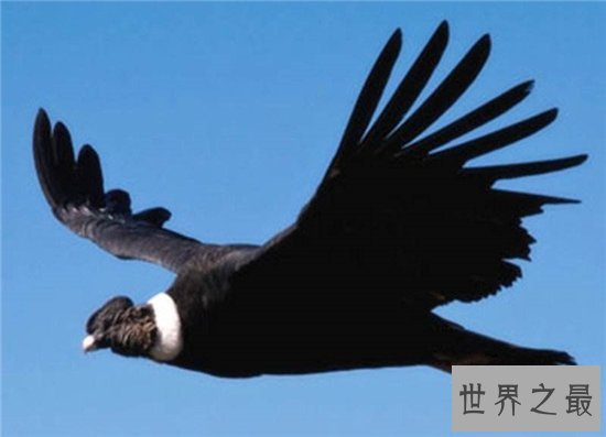 世界上最大的飞禽,安第斯神鹫翼长3米濒临灭绝!