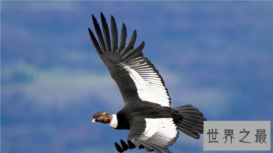 世界上最大的飞禽,安第斯神鹫翼长3米濒临灭绝!