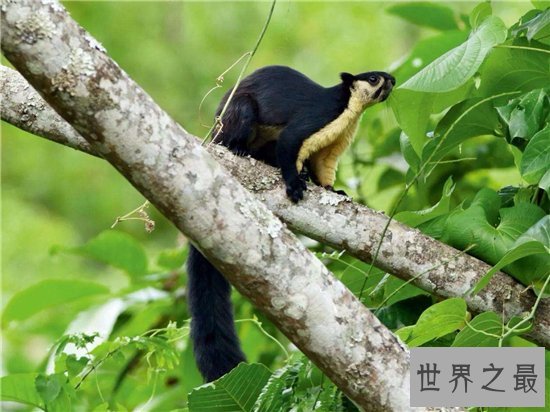 世界上最大的松鼠,巨松鼠仅体长已达半米!