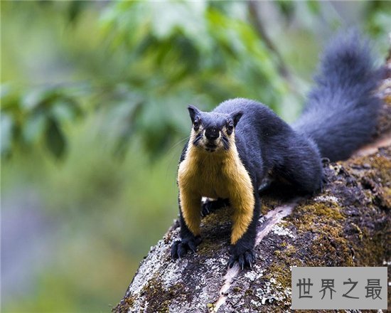 世界上最大的松鼠,巨松鼠仅体长已达半米!