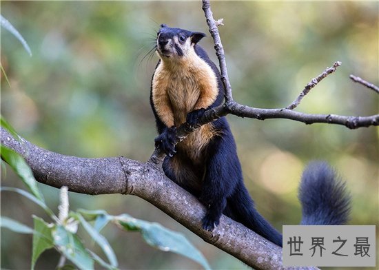 世界上最大的松鼠,巨松鼠仅体长已达半米!