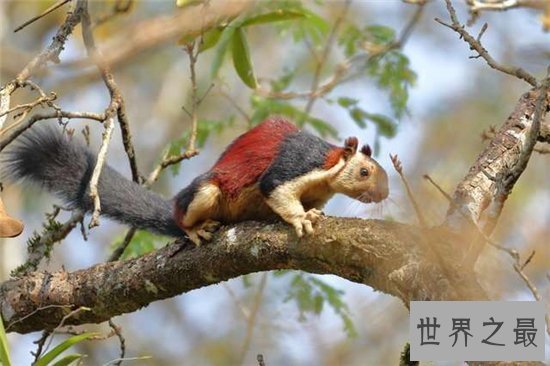 世界上最大的松鼠,巨松鼠仅体长已达半米!