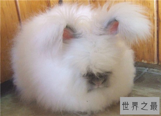 世界上毛最长的兔子,安哥拉兔毛长达36cm!