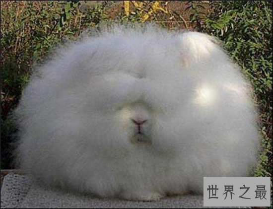 世界上毛最长的兔子,安哥拉兔毛长达36cm!