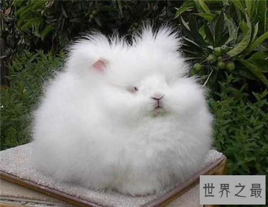 世界上毛最长的兔子,安哥拉兔毛长达36cm!