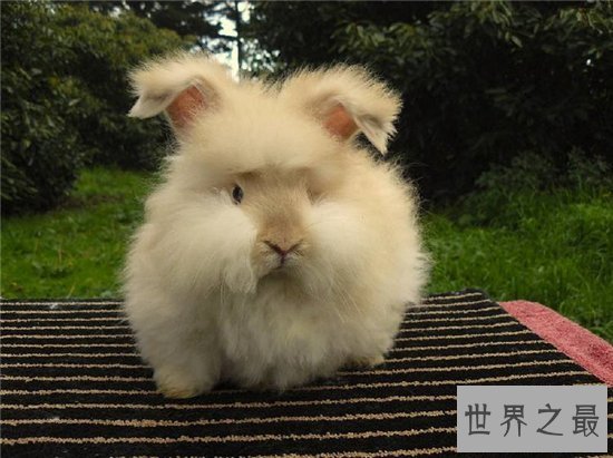 世界上毛最长的兔子,安哥拉兔毛长达36cm!