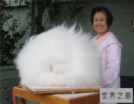 世界上毛最长的兔子,安哥拉兔毛长达36cm!