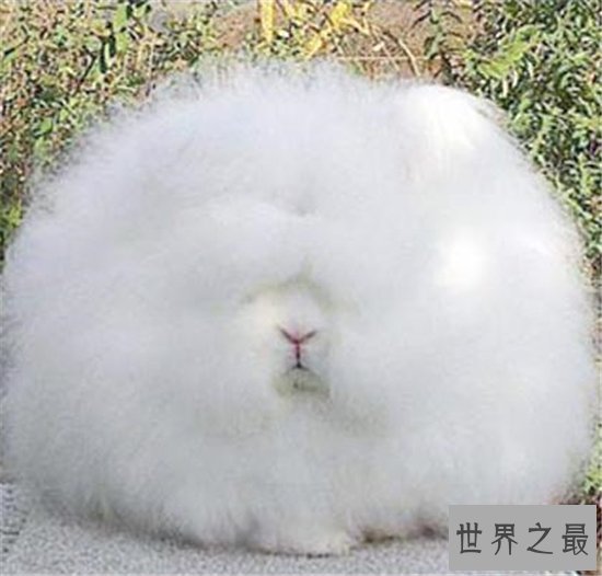 世界上毛最长的兔子,安哥拉兔毛长达36cm!