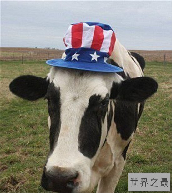 世界上最高的奶牛,比成年人高出几十厘米