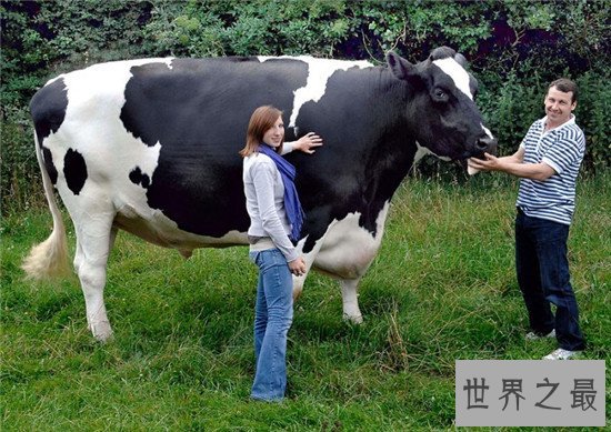 世界上最高的奶牛,比成年人高出几十厘米