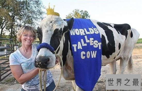 世界上最高的奶牛,比成年人高出几十厘米