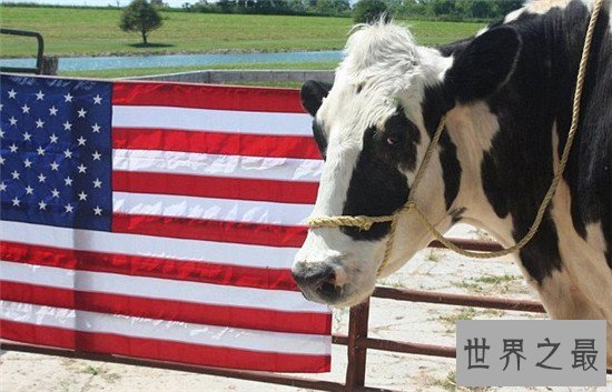 世界上最高的奶牛,比成年人高出几十厘米