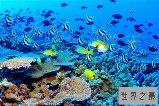 世界上最大的珊瑚礁群,上独一无二的存在