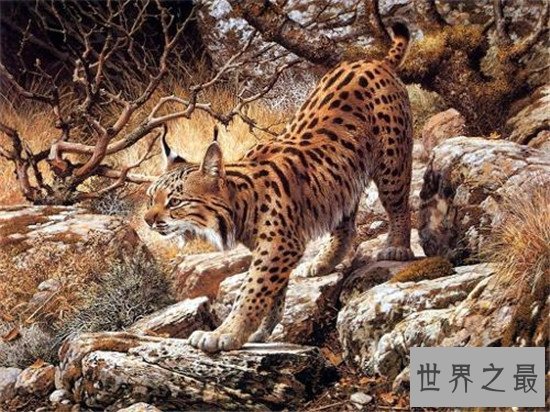 世界最耐寒的动物排行,第一你绝对想不到