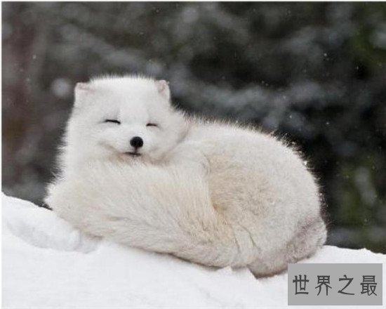 世界最耐寒的动物排行,第一你绝对想不到