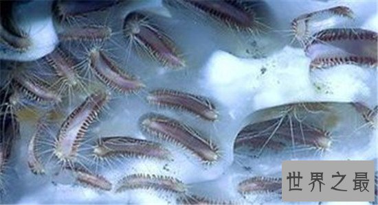 世界最耐寒的动物排行,第一你绝对想不到