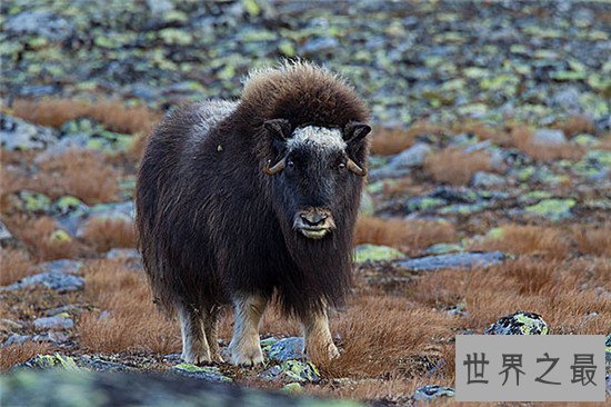 世界最耐寒的动物排行,第一你绝对想不到