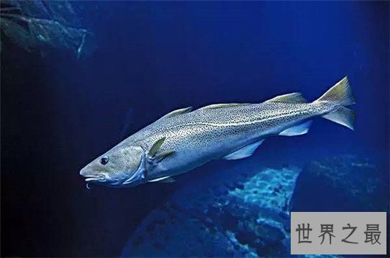 世界最耐寒的动物排行,第一你绝对想不到