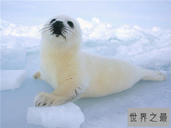 世界最耐寒的动物排行,第一你绝对想不到