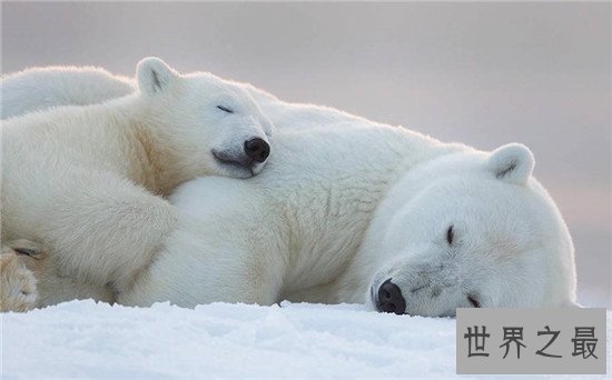 世界最耐寒的动物排行,第一你绝对想不到