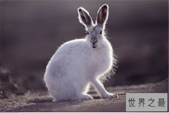 世界最耐寒的动物排行,第一你绝对想不到