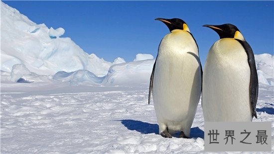 世界最耐寒的动物排行,第一你绝对想不到