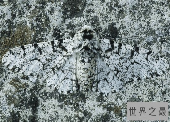 动物界最会伪装自己的十种动物,第八不好好看都看不到