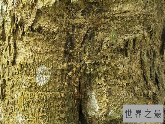 动物界最会伪装自己的十种动物,第八不好好看都看不到