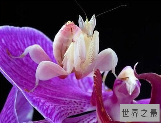 动物界最会伪装自己的十种动物,第八不好好看都看不到