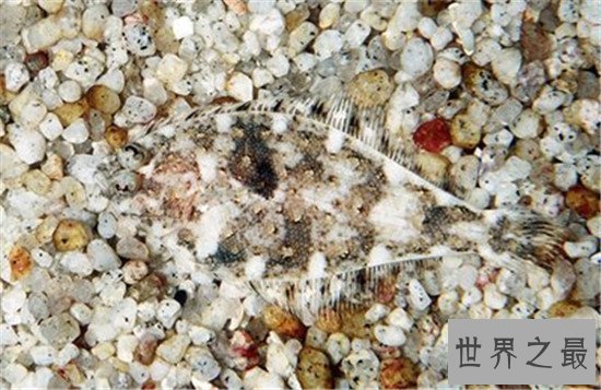 动物界最会伪装自己的十种动物,第八不好好看都看不到