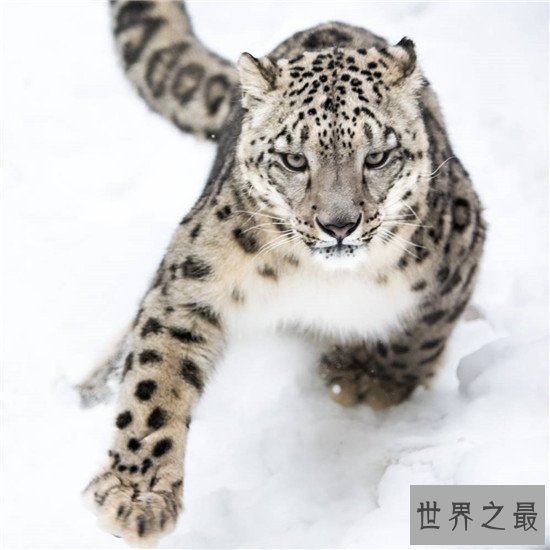 动物界最会伪装自己的十种动物,第八不好好看都看不到