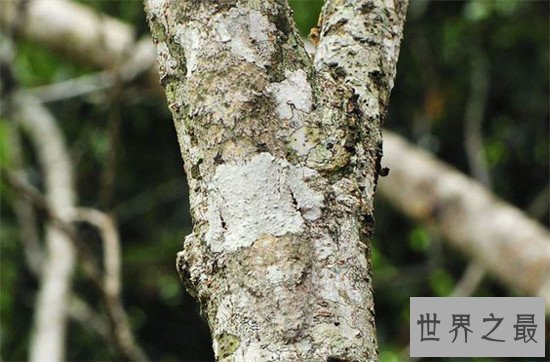 动物界最会伪装自己的十种动物,第八不好好看都看不到