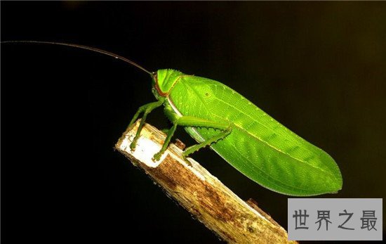 动物界最会伪装自己的十种动物,第八不好好看都看不到