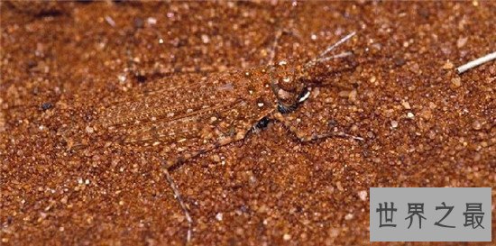 动物界最会伪装自己的十种动物,第八不好好看都看不到