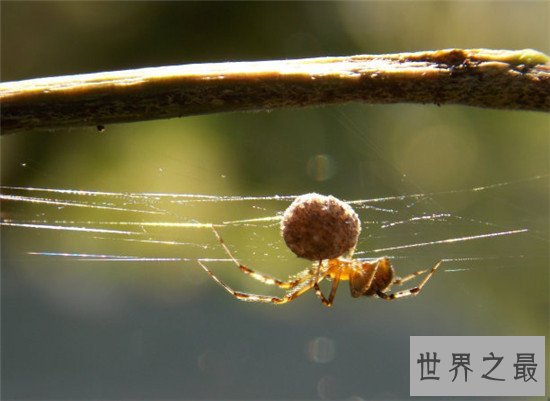 世界上最大的蜘蛛网,七百米的蜘蛛网见过没有