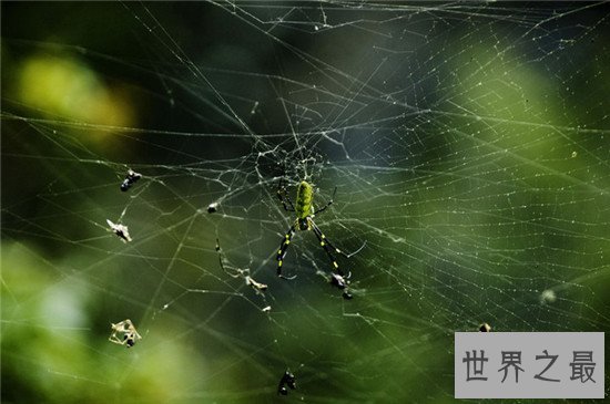 世界上最大的蜘蛛网,七百米的蜘蛛网见过没有