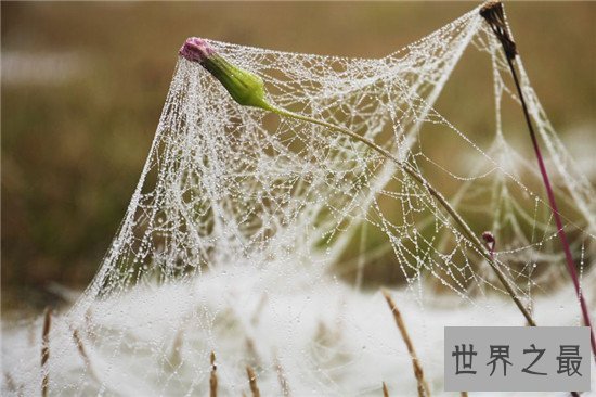 世界上最大的蜘蛛网,七百米的蜘蛛网见过没有
