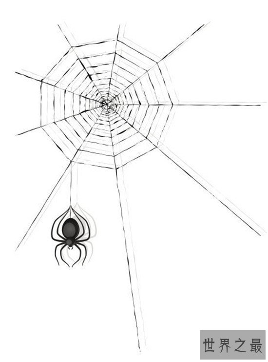 世界上最大的蜘蛛网,七百米的蜘蛛网见过没有