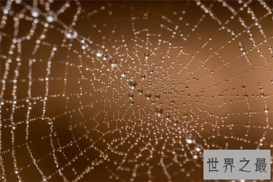 世界上最大的蜘蛛网,七百米的蜘蛛网见过没有