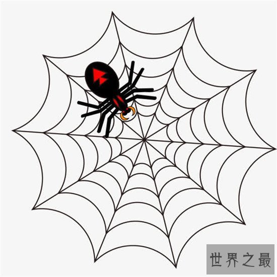 世界上最大的蜘蛛网,七百米的蜘蛛网见过没有